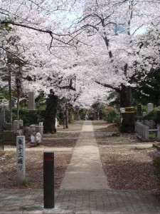Hanami- Cherry Blossom Viewing